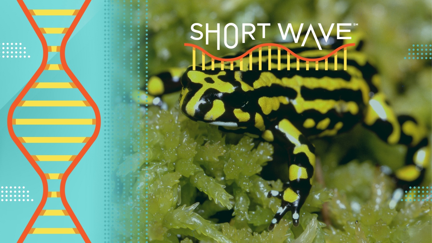 Should gene modified species go free in the wild? : Short Wave : NPR