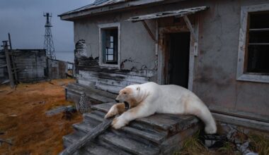 Photos show polar bears chilling at home in abandoned Russian research station