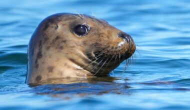 Republicans target law that protects whales, seals and polar bears
