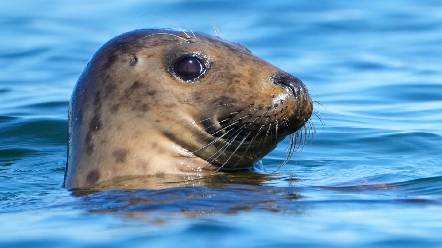 Republicans target law that protects whales, seals and polar bears