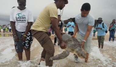 Conservation group rescues sea turtles off Nigeria's coast