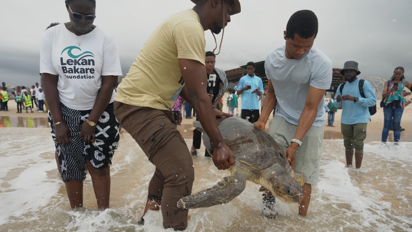 Conservation group rescues sea turtles off Nigeria's coast
