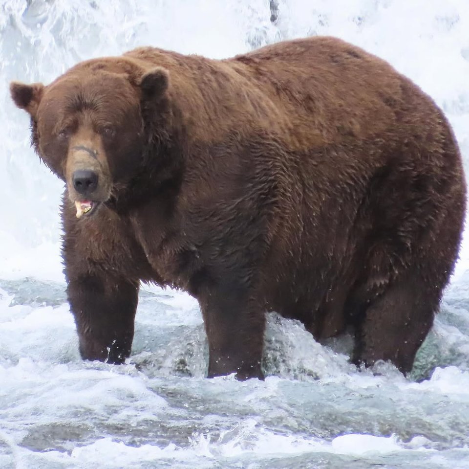Brown bear Chunk (Bear 32) in water, winner of Fat Bear Week.