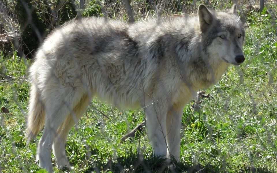 First wolf dog hybrid confirmed in Greece