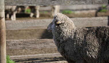 Wool price volatility - Mecardo