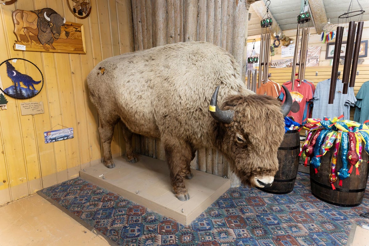 Mystery of Colorado bison missing for decades finally solved - The Independent