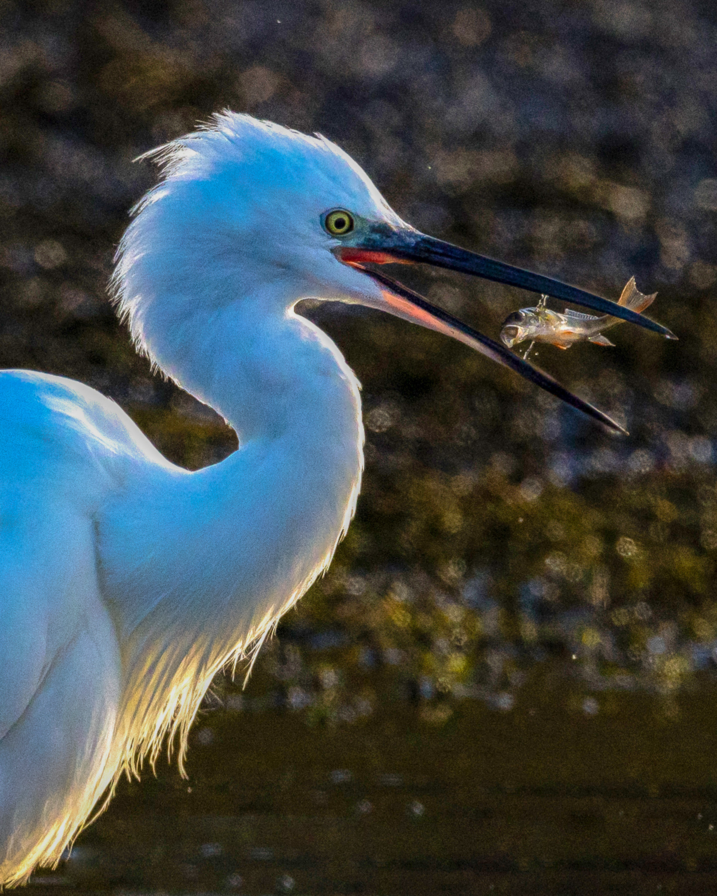 Little Egret catching a small Perch,Surrey