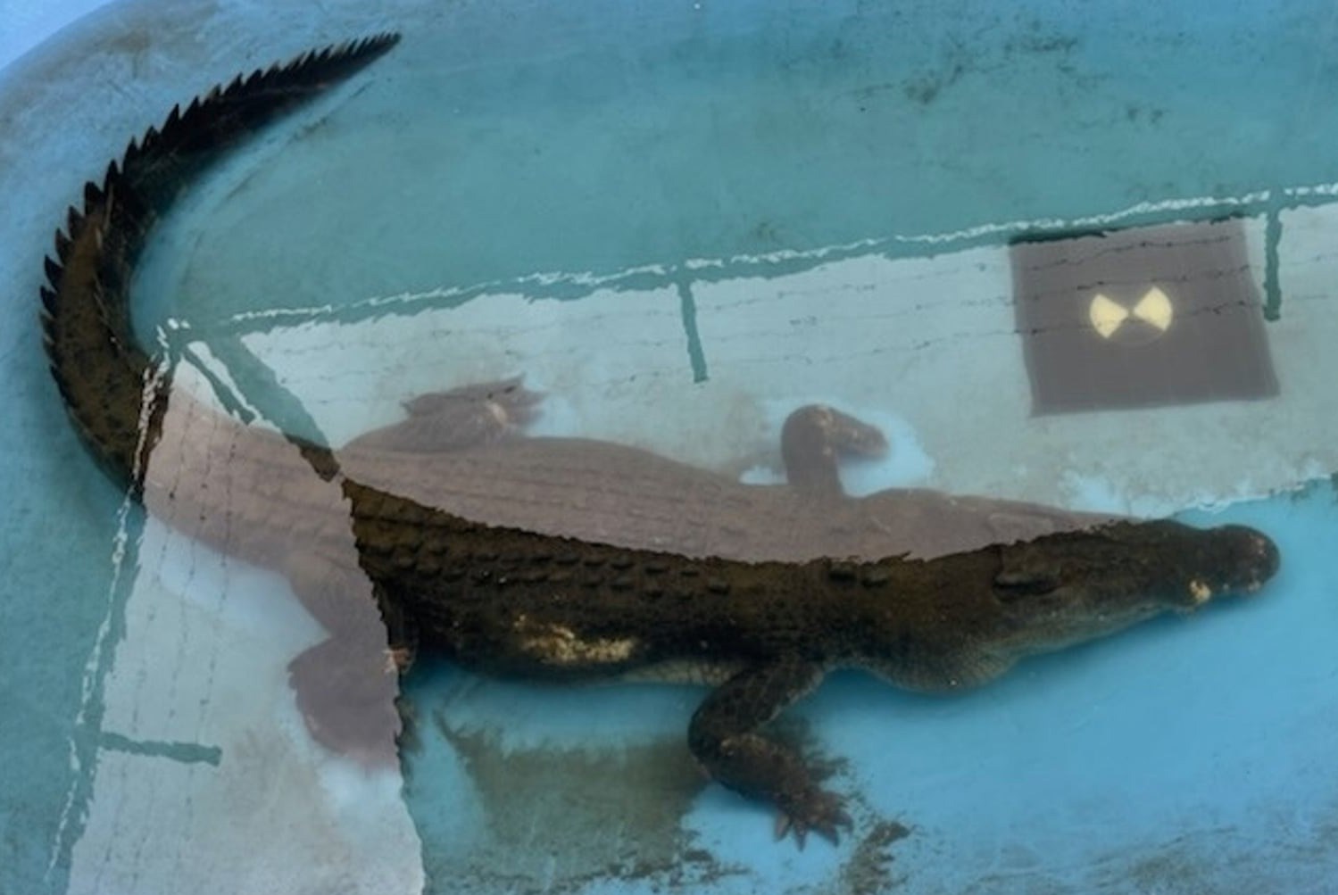 Saltwater crocodile named Old Faithful in a holding tank during transfer to captivity.