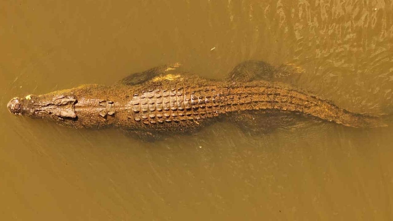 A large crocodile floating in murky brown water.