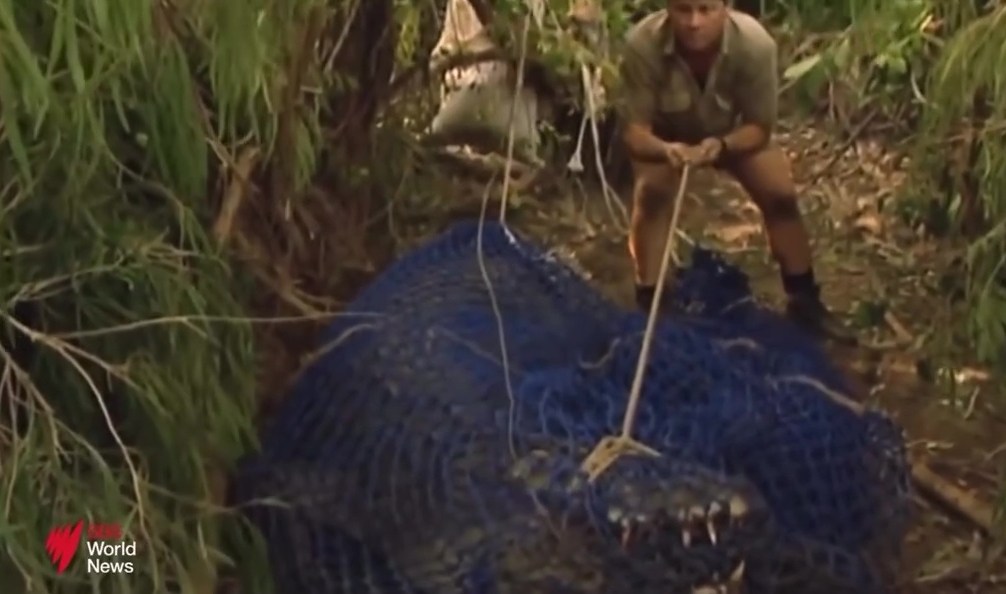 Steve Irwin tackling the saltwater crocodile Old Faithful.