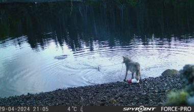 Researchers stunned by wolf's use of crab traps to feed