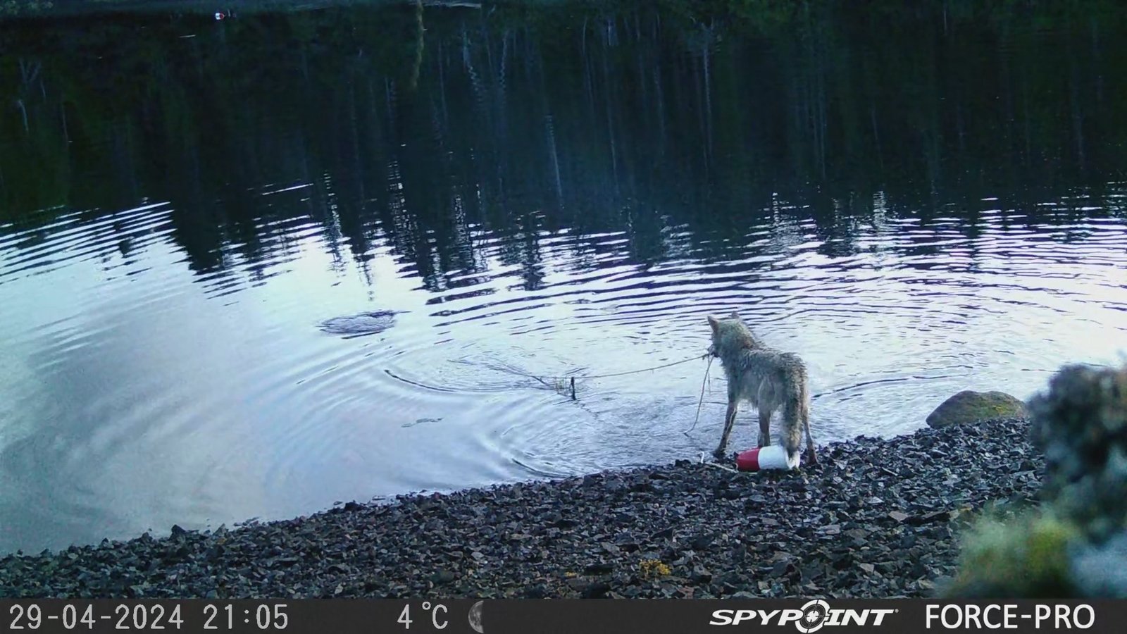 Researchers stunned by wolf's use of crab traps to feed