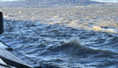 Watchdog to investigate sewage discharge in Belfast Lough