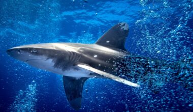 Over 70 shark, ray species win wildlife trade protections