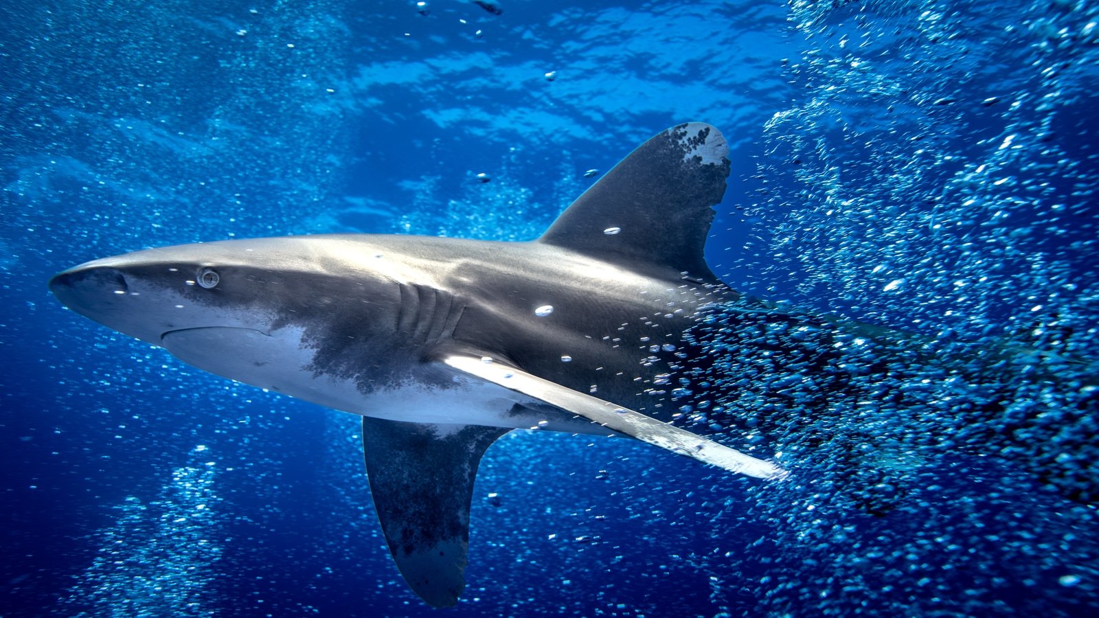 Over 70 shark, ray species win wildlife trade protections