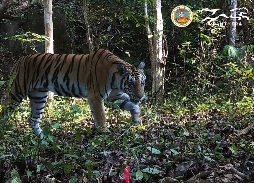 A tiger in DPKY-FC, where scientists have found the species is stable and reproducing at an impressive rate.