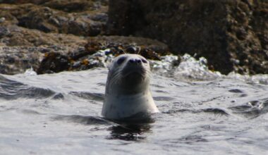 Beside a rocky coast, a seal pops its head above the waves.