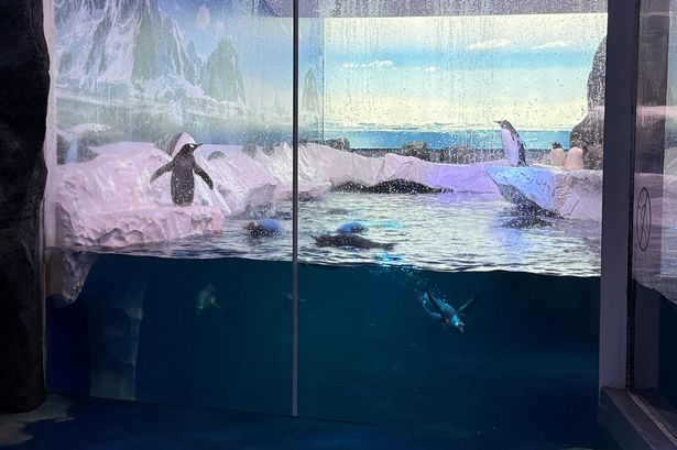 Gentoo penguins' enclosure at Sea Life London Aquarium. 250 people attended a demonstration organised by Freedom for Animals with support from Born Free and The Express newspaper, to protest against the captivity of 15 gentoo penguins at the Sea Life London Aquarium attraction in Westminster, London. Issue date: Sunday October 19, 2025. PA Photo. Photo credit should read: Born Free/PA Wire