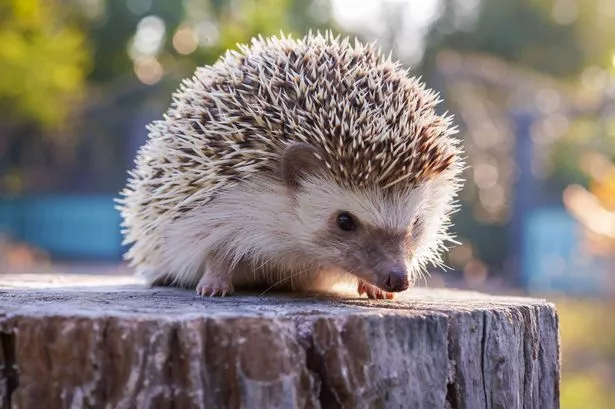 A beautiful young hedgehog sitting on a soft tree stump in the morning