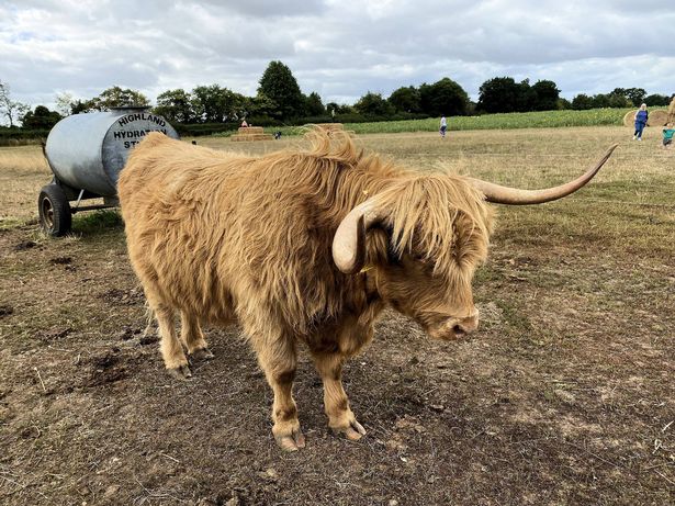 A view of a Highland Cow in Shropshire
