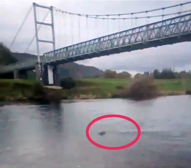The seal was first sighted almost a month ago by the Gower footbridge at Llanrwst
