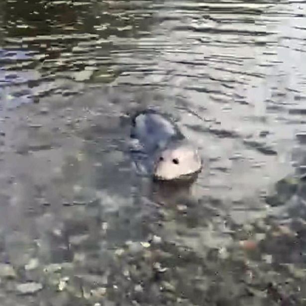 One of only two photos obtained of the seal on its Afon Conwy odyssey