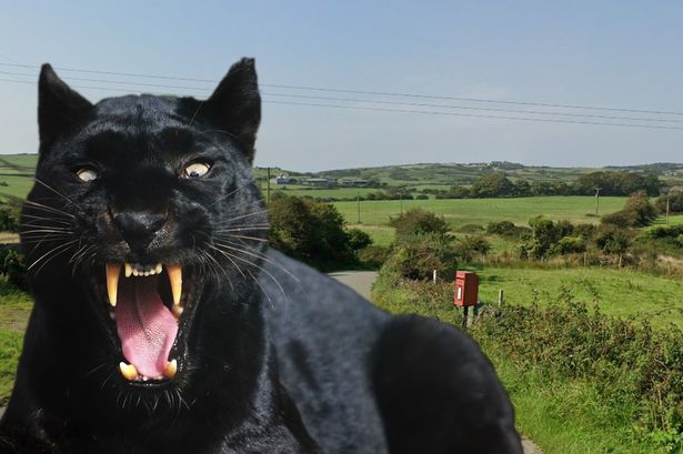 Two visitors reported a suspected panther  between the villages of Llanfechell and Llanfairynghornwy in north Anglesey