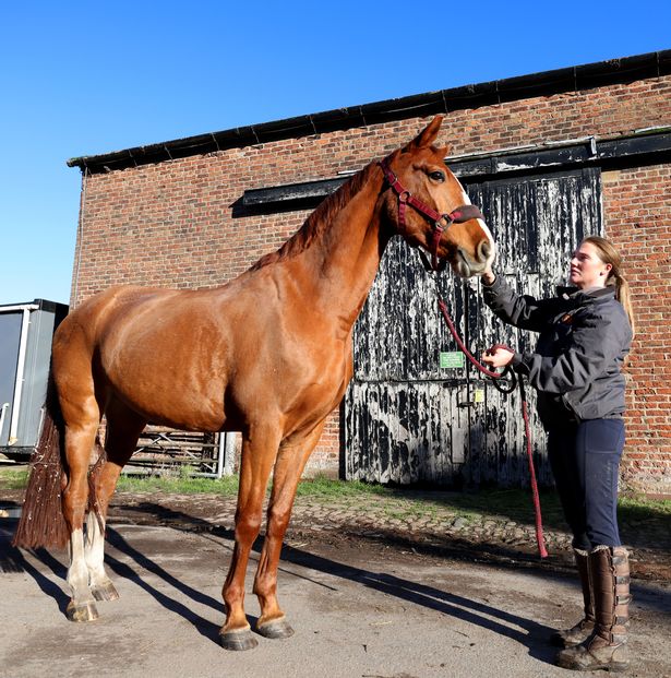 Alicia Ball at her horse school in Rainford looking for a new home after eviction notice.