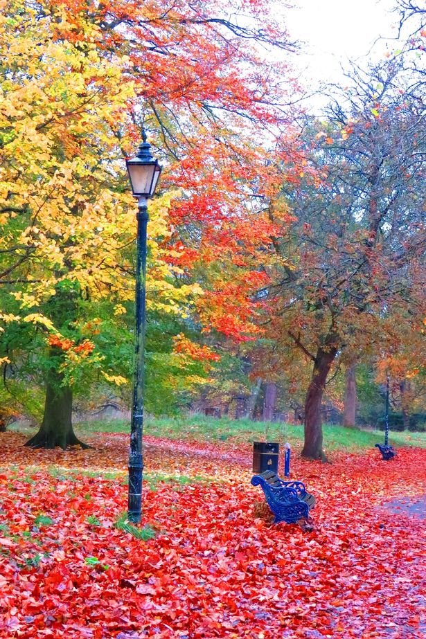 Autumn leaves carpeting the ground in Sefton Park