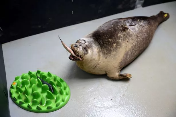 Popeye catches a herring in the NEST facility