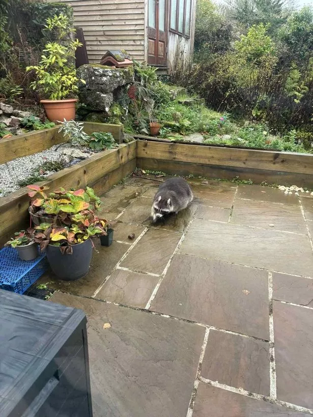 The raccoon was spotted in a garden in Gwennap on Thursday