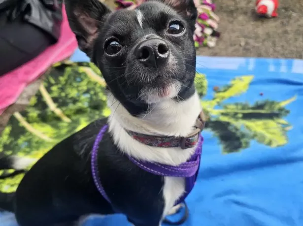 Buddy is looking for his forever home right now