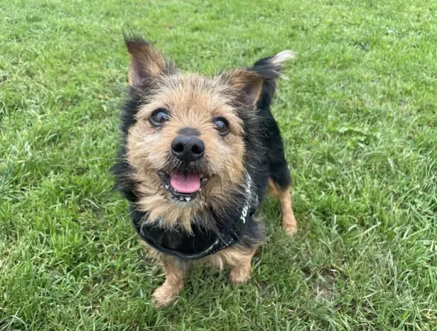 Cody is looking for his forever home right now