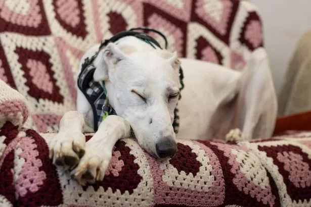 Comet is a calm and well-mannered companion