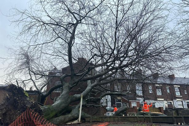Tree surgeons hired by the council were working on removing branches from the fallen tree.