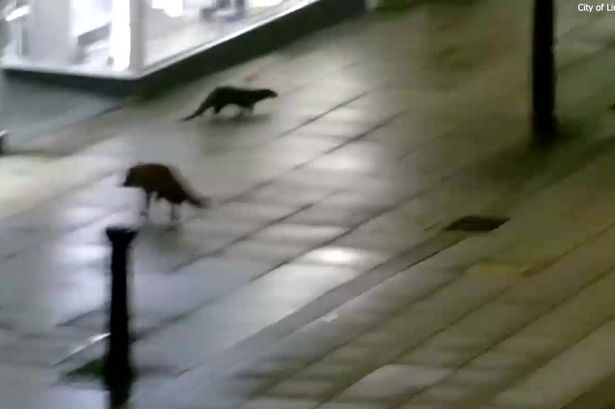 CCTV of fox and otter