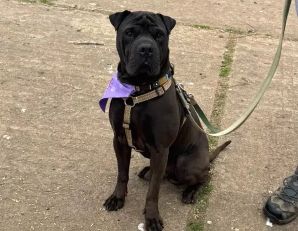 Gary is looking for his forever home right now