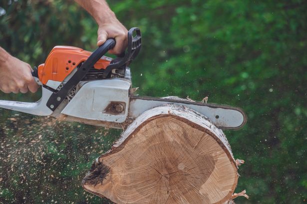 A hand holding a chainsaw as it cuts up a felled tree