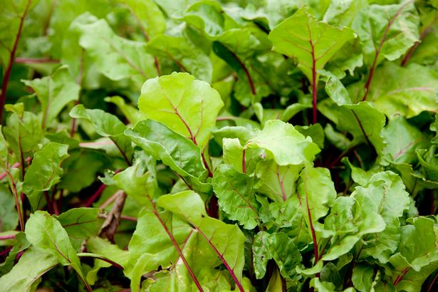 Close up of beets greens growing in a garden