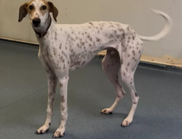 Gilbert is looking for his forever home right now