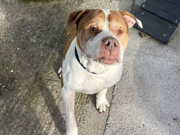 Ginger is looking for his forever home right now