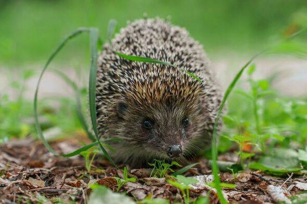 Hedgehog in the grass in the forest