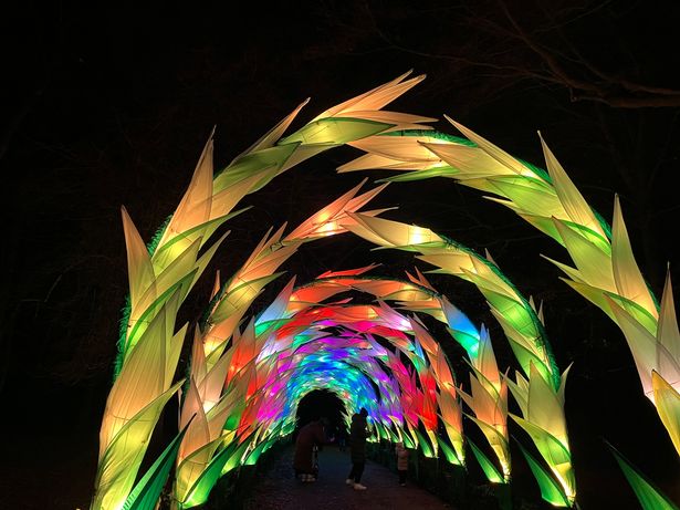 The first installation is Gladioli