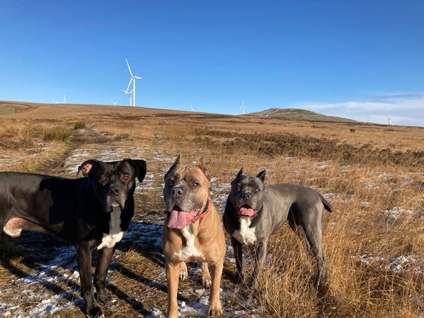 Sophie Torbica's dogs  Rocco, Remi and Blue on Scout Moor