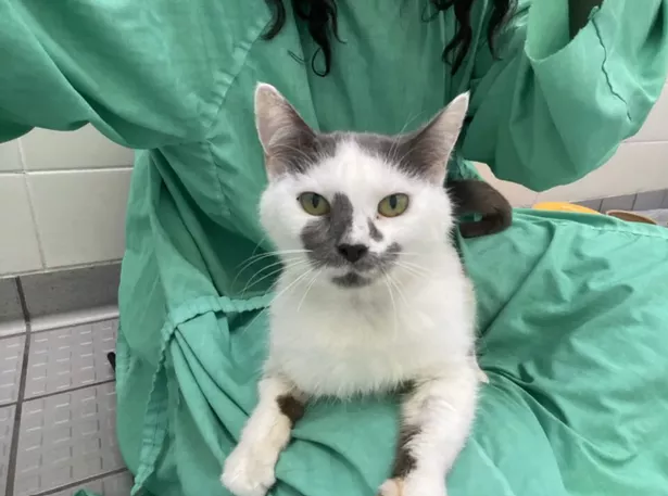 Jo Jo is looking for her forever home right now