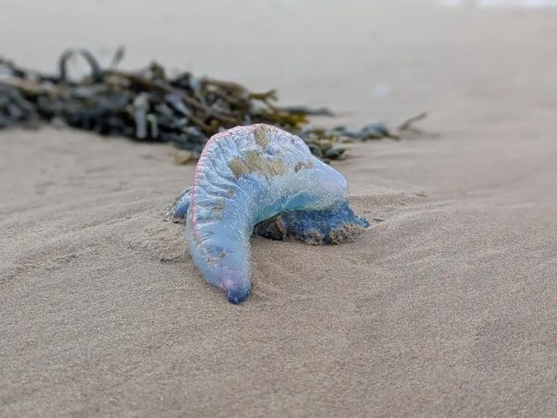 Portuguese Man O'War sighted on Aberavon Beach
