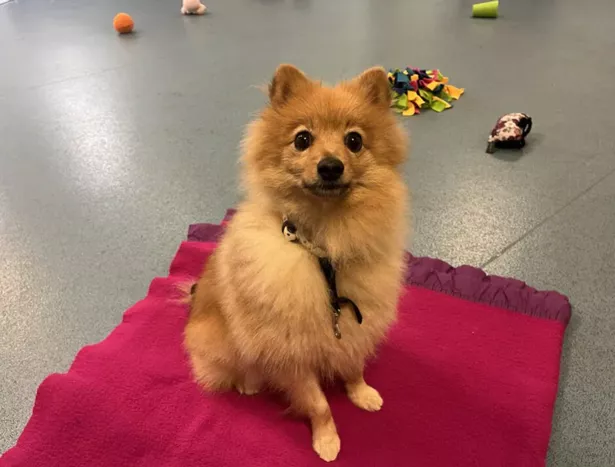 Maya is looking for her forever home right now