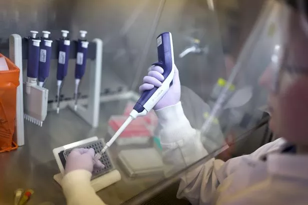 Poultry samples tested in lab for bird flu