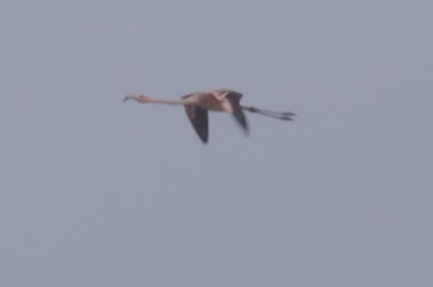 Frankie the flamingo went missing from a Cornish wildlife sanctuary
