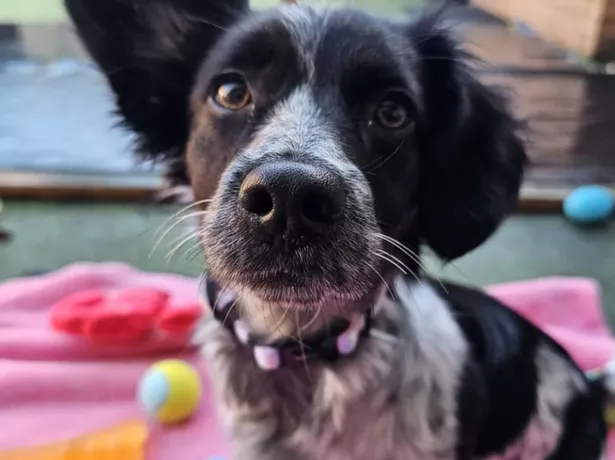 Nala is looking for her forever home right now